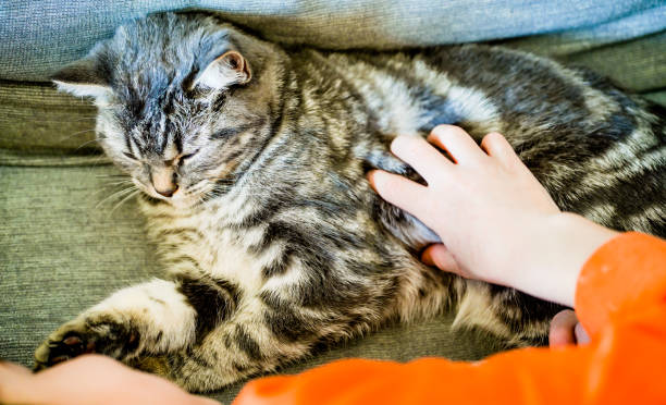 10 Signs Your Cat Is Healthier
