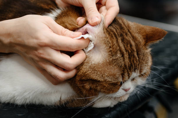 Clean the ears carefully